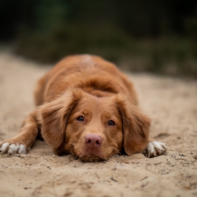 Brown dog lying on ground